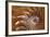 Abstract of a Nautilus Shell, Georgia, USA-Joanne Wells-Framed Photographic Print