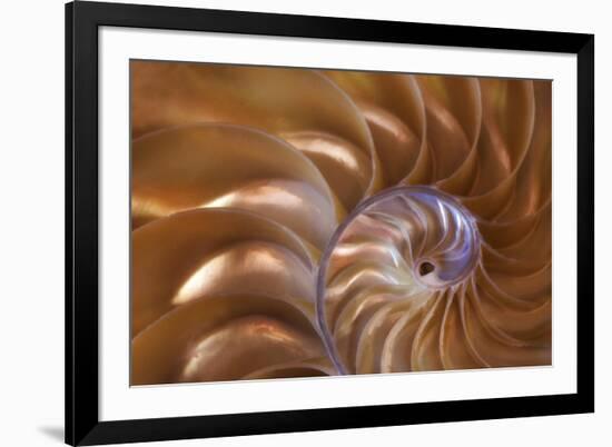 Abstract of a Nautilus Shell, Georgia, USA-Joanne Wells-Framed Photographic Print