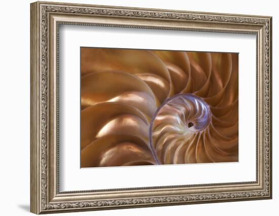 Abstract of a Nautilus Shell, Georgia, USA-Joanne Wells-Framed Photographic Print