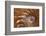 Abstract of a Nautilus Shell, Georgia, USA-Joanne Wells-Framed Photographic Print