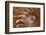 Abstract of a Nautilus Shell, Georgia, USA-Joanne Wells-Framed Photographic Print