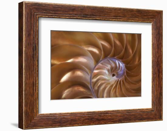 Abstract of a Nautilus Shell, Georgia, USA-Joanne Wells-Framed Photographic Print