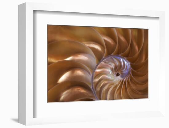 Abstract of a Nautilus Shell, Georgia, USA-Joanne Wells-Framed Photographic Print