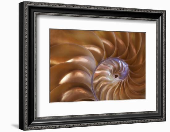 Abstract of a Nautilus Shell, Georgia, USA-Joanne Wells-Framed Photographic Print