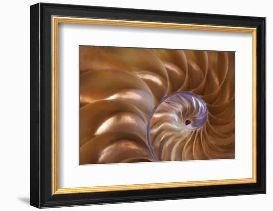 Abstract of a Nautilus Shell, Georgia, USA-Joanne Wells-Framed Photographic Print