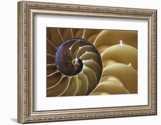 Abstract of a Nautilus Shell, Georgia, USA-Joanne Wells-Framed Photographic Print