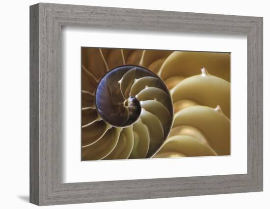 Abstract of a Nautilus Shell, Georgia, USA-Joanne Wells-Framed Photographic Print