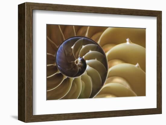 Abstract of a Nautilus Shell, Georgia, USA-Joanne Wells-Framed Photographic Print