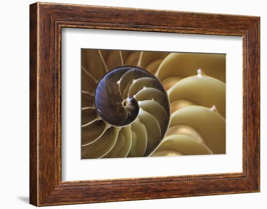 Abstract of a Nautilus Shell, Georgia, USA-Joanne Wells-Framed Photographic Print