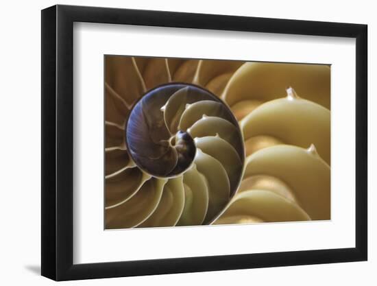 Abstract of a Nautilus Shell, Georgia, USA-Joanne Wells-Framed Photographic Print