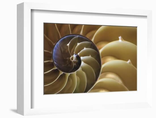 Abstract of a Nautilus Shell, Georgia, USA-Joanne Wells-Framed Photographic Print