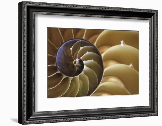 Abstract of a Nautilus Shell, Georgia, USA-Joanne Wells-Framed Photographic Print