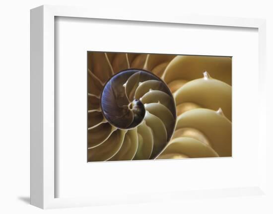 Abstract of a Nautilus Shell, Georgia, USA-Joanne Wells-Framed Photographic Print