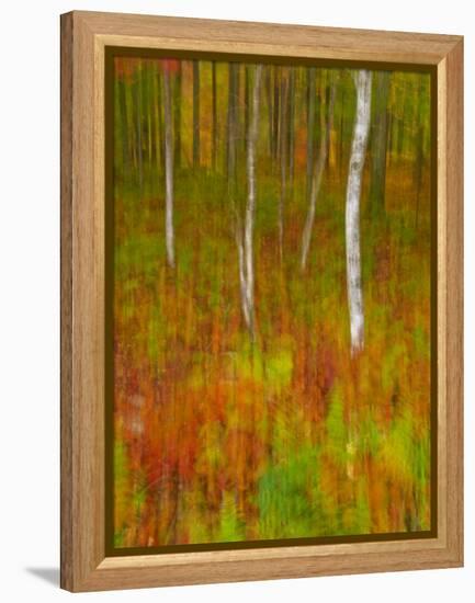 Abstract of Autumn Forest Scene, New York, Usa-Jay O'brien-Framed Premier Image Canvas