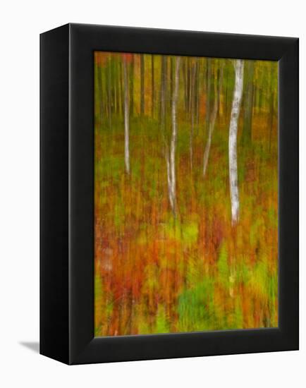 Abstract of Autumn Forest Scene, New York, Usa-Jay O'brien-Framed Premier Image Canvas