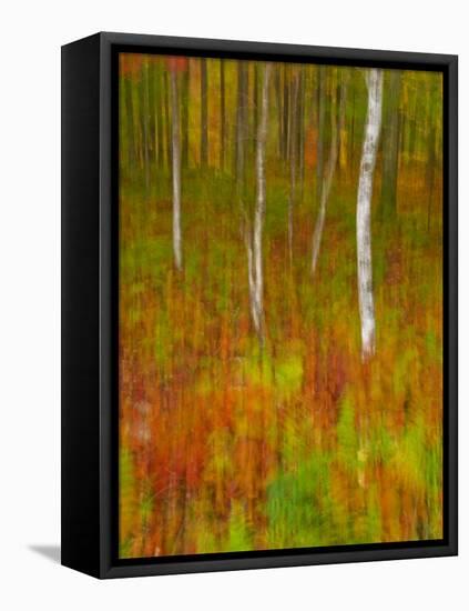 Abstract of Autumn Forest Scene, New York, Usa-Jay O'brien-Framed Premier Image Canvas