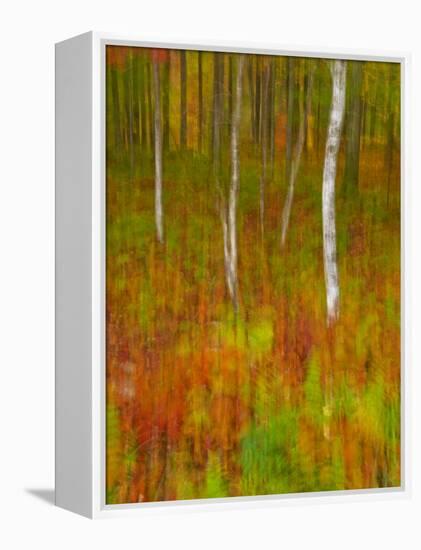 Abstract of Autumn Forest Scene, New York, Usa-Jay O'brien-Framed Premier Image Canvas