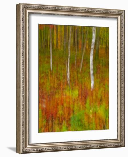 Abstract of Autumn Forest Scene, New York, Usa-Jay O'brien-Framed Photographic Print