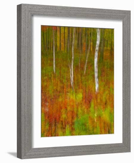 Abstract of Autumn Forest Scene, New York, Usa-Jay O'brien-Framed Photographic Print