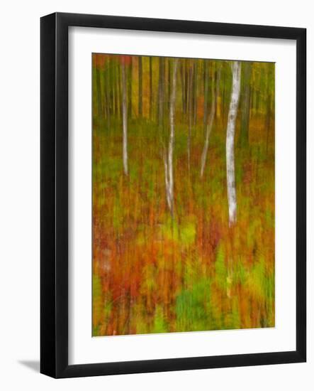 Abstract of Autumn Forest Scene, New York, Usa-Jay O'brien-Framed Photographic Print