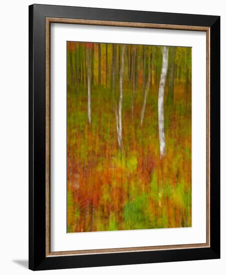 Abstract of Autumn Forest Scene, New York, Usa-Jay O'brien-Framed Photographic Print