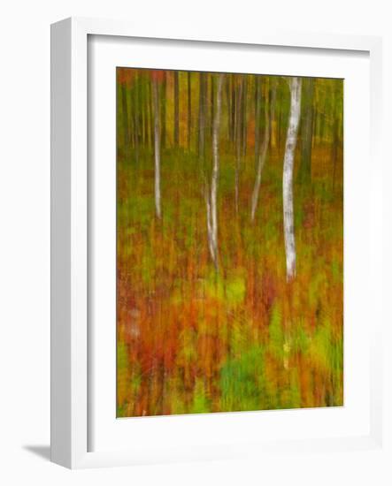 Abstract of Autumn Forest Scene, New York, Usa-Jay O'brien-Framed Photographic Print