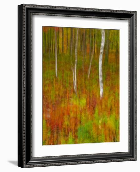 Abstract of Autumn Forest Scene, New York, Usa-Jay O'brien-Framed Photographic Print