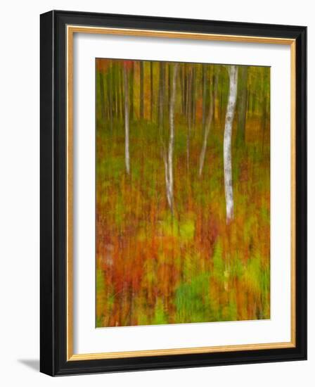 Abstract of Autumn Forest Scene, New York, Usa-Jay O'brien-Framed Photographic Print