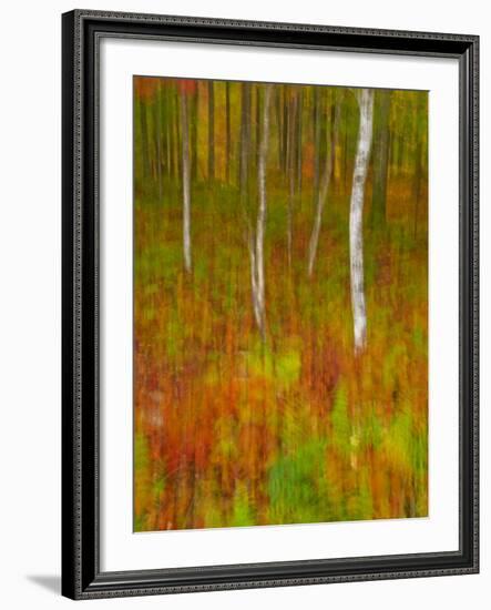 Abstract of Autumn Forest Scene, New York, Usa-Jay O'brien-Framed Photographic Print