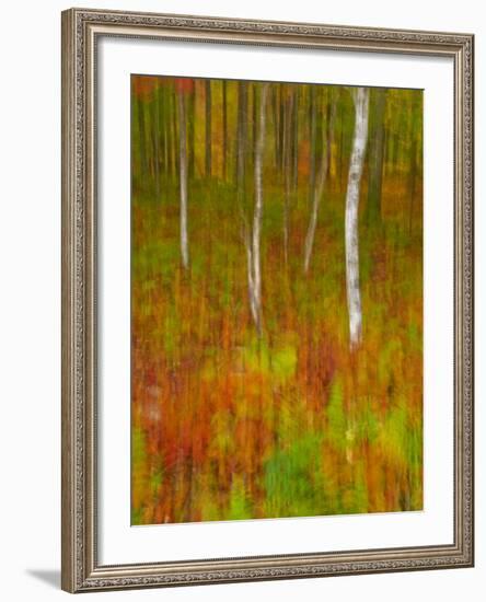 Abstract of Autumn Forest Scene, New York, Usa-Jay O'brien-Framed Photographic Print