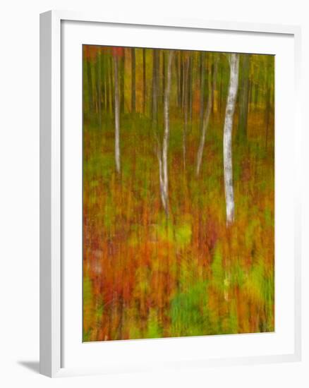 Abstract of Autumn Forest Scene, New York, Usa-Jay O'brien-Framed Photographic Print