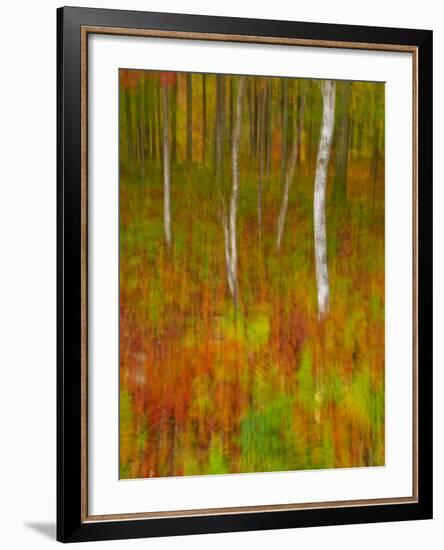 Abstract of Autumn Forest Scene, New York, Usa-Jay O'brien-Framed Photographic Print