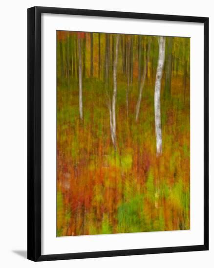 Abstract of Autumn Forest Scene, New York, Usa-Jay O'brien-Framed Photographic Print