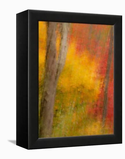 Abstract of Autumn Forest Scene, New York, Usa-Jay O'brien-Framed Premier Image Canvas