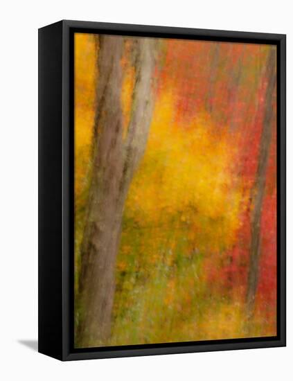 Abstract of Autumn Forest Scene, New York, Usa-Jay O'brien-Framed Premier Image Canvas