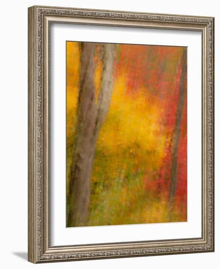 Abstract of Autumn Forest Scene, New York, Usa-Jay O'brien-Framed Photographic Print