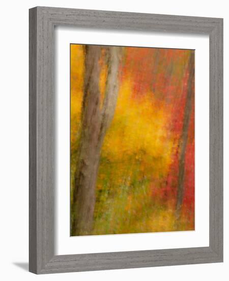 Abstract of Autumn Forest Scene, New York, Usa-Jay O'brien-Framed Photographic Print