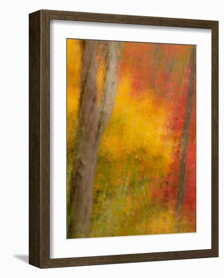 Abstract of Autumn Forest Scene, New York, Usa-Jay O'brien-Framed Photographic Print