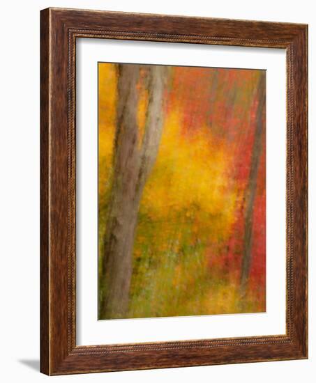 Abstract of Autumn Forest Scene, New York, Usa-Jay O'brien-Framed Photographic Print