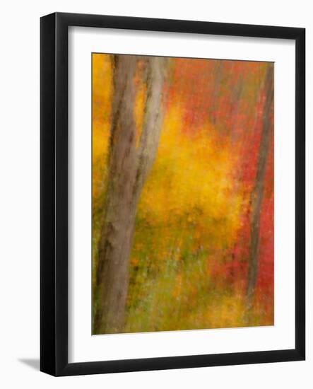 Abstract of Autumn Forest Scene, New York, Usa-Jay O'brien-Framed Photographic Print