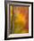 Abstract of Autumn Forest Scene, New York, Usa-Jay O'brien-Framed Photographic Print