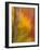 Abstract of Autumn Forest Scene, New York, Usa-Jay O'brien-Framed Photographic Print