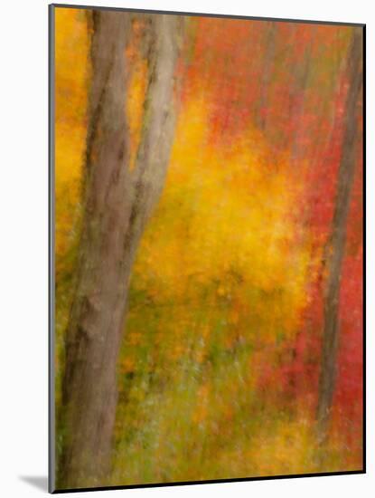 Abstract of Autumn Forest Scene, New York, Usa-Jay O'brien-Mounted Photographic Print