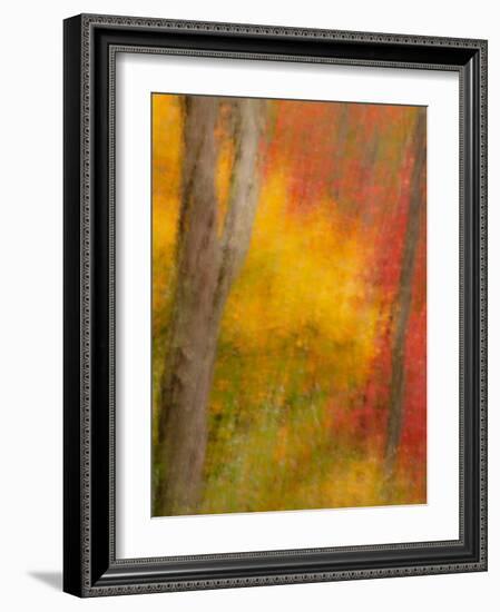 Abstract of Autumn Forest Scene, New York, Usa-Jay O'brien-Framed Photographic Print