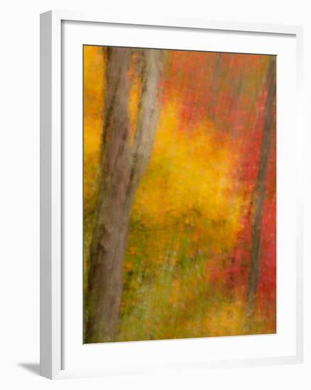 Abstract of Autumn Forest Scene, New York, Usa-Jay O'brien-Framed Photographic Print