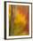 Abstract of Autumn Forest Scene, New York, Usa-Jay O'brien-Framed Photographic Print