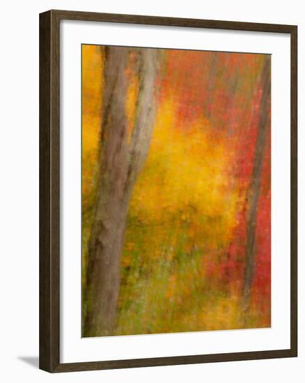 Abstract of Autumn Forest Scene, New York, Usa-Jay O'brien-Framed Photographic Print