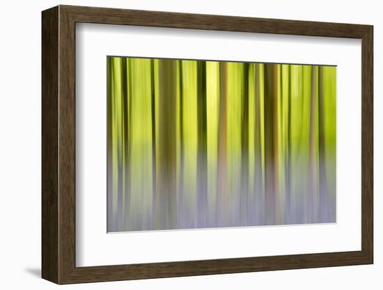 Abstract of Bluebells and beech trees, Wiltshire, UK-Ross Hoddinott-Framed Photographic Print