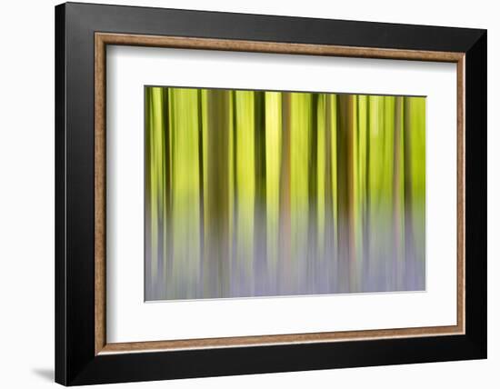 Abstract of Bluebells and beech trees, Wiltshire, UK-Ross Hoddinott-Framed Photographic Print