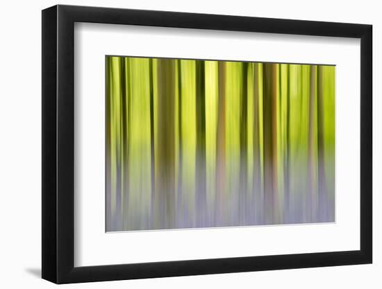 Abstract of Bluebells and beech trees, Wiltshire, UK-Ross Hoddinott-Framed Photographic Print